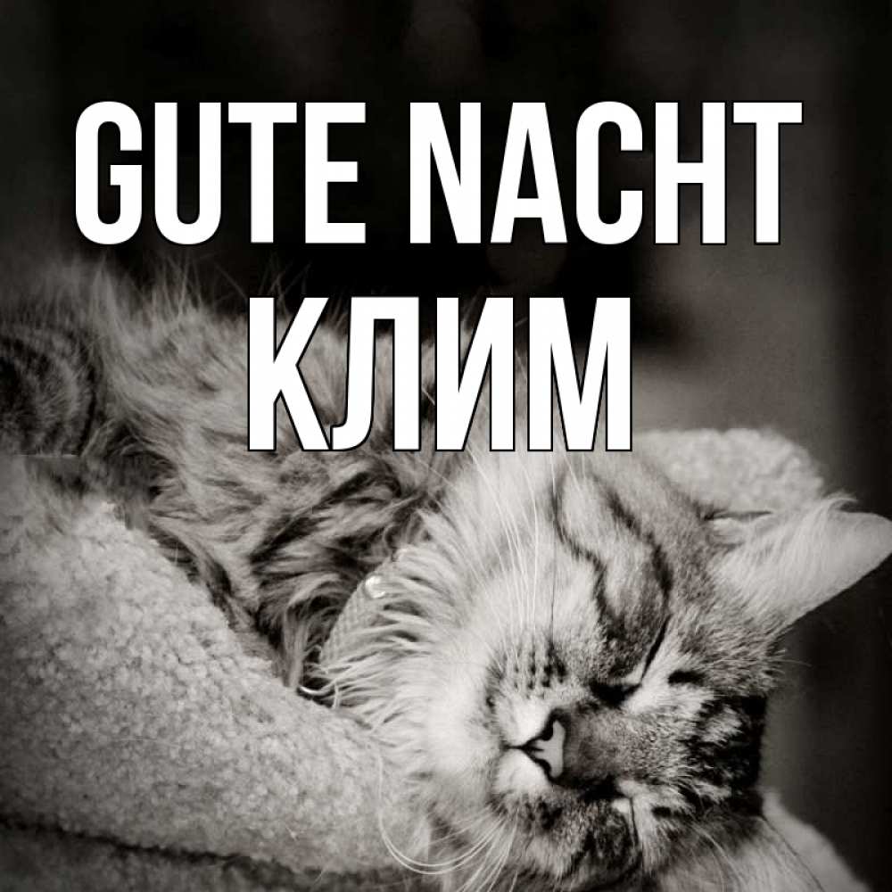 Открытка на каждый день с именем, Клим Gute Nacht котярик пушистый Прикольная открытка с пожеланием онлайн скачать бесплатно 