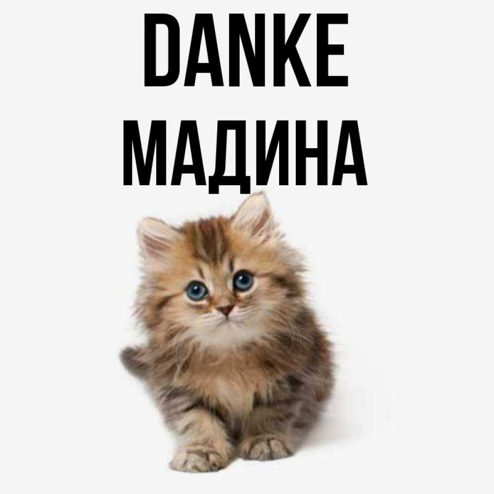 Открытка на каждый день с именем, Мадина Danke пушистый котик Прикольная открытка с пожеланием онлайн скачать бесплатно 