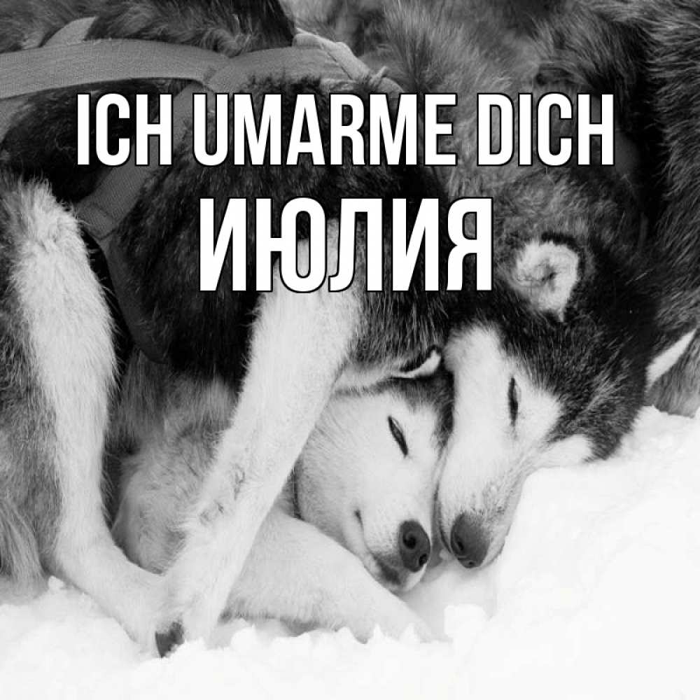 Открытка на каждый день с именем, Июлия Ich umarme dich собачки в упряжке Прикольная открытка с пожеланием онлайн скачать бесплатно 