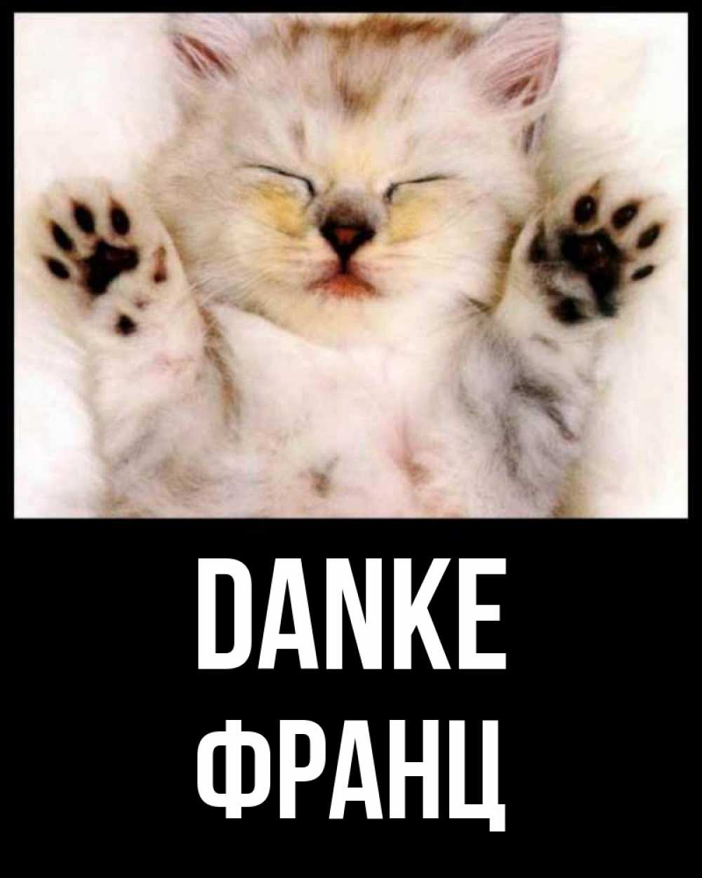 Открытка на каждый день с именем, Франц Danke маленький котенок Прикольная открытка с пожеланием онлайн скачать бесплатно 