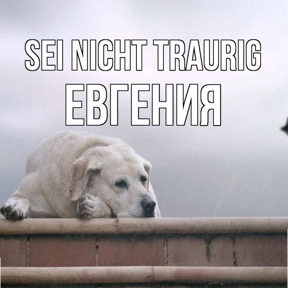 Открытка на каждый день с именем, Евгения Sei nicht traurig белый пес 1 Прикольная открытка с пожеланием онлайн скачать бесплатно 