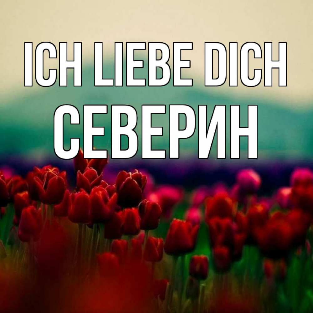 Открытка на каждый день с именем, Северин Ich liebe dich тюльпаны 4 Прикольная открытка с пожеланием онлайн скачать бесплатно 