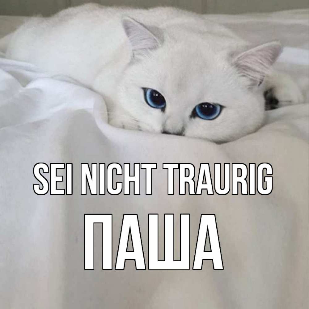 Открытка на каждый день с именем, Паша Sei nicht traurig белый кот с голубыми глазами на белоснежной кровати Прикольная открытка с пожеланием онлайн скачать бесплатно 