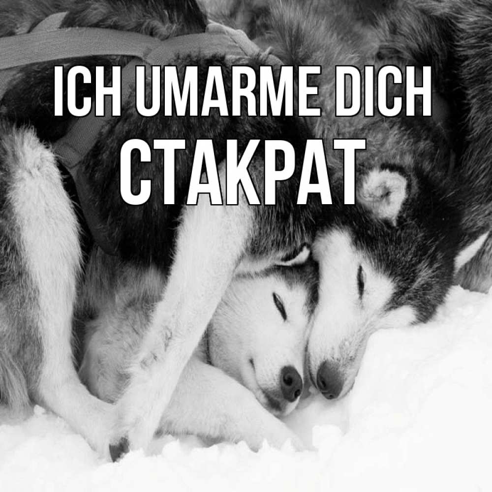 Открытка на каждый день с именем, Стакрат Ich umarme dich собачки в упряжке Прикольная открытка с пожеланием онлайн скачать бесплатно 