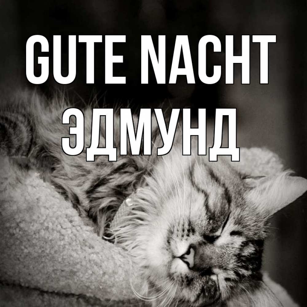 Открытка на каждый день с именем, Эдмунд Gute Nacht котярик пушистый Прикольная открытка с пожеланием онлайн скачать бесплатно 