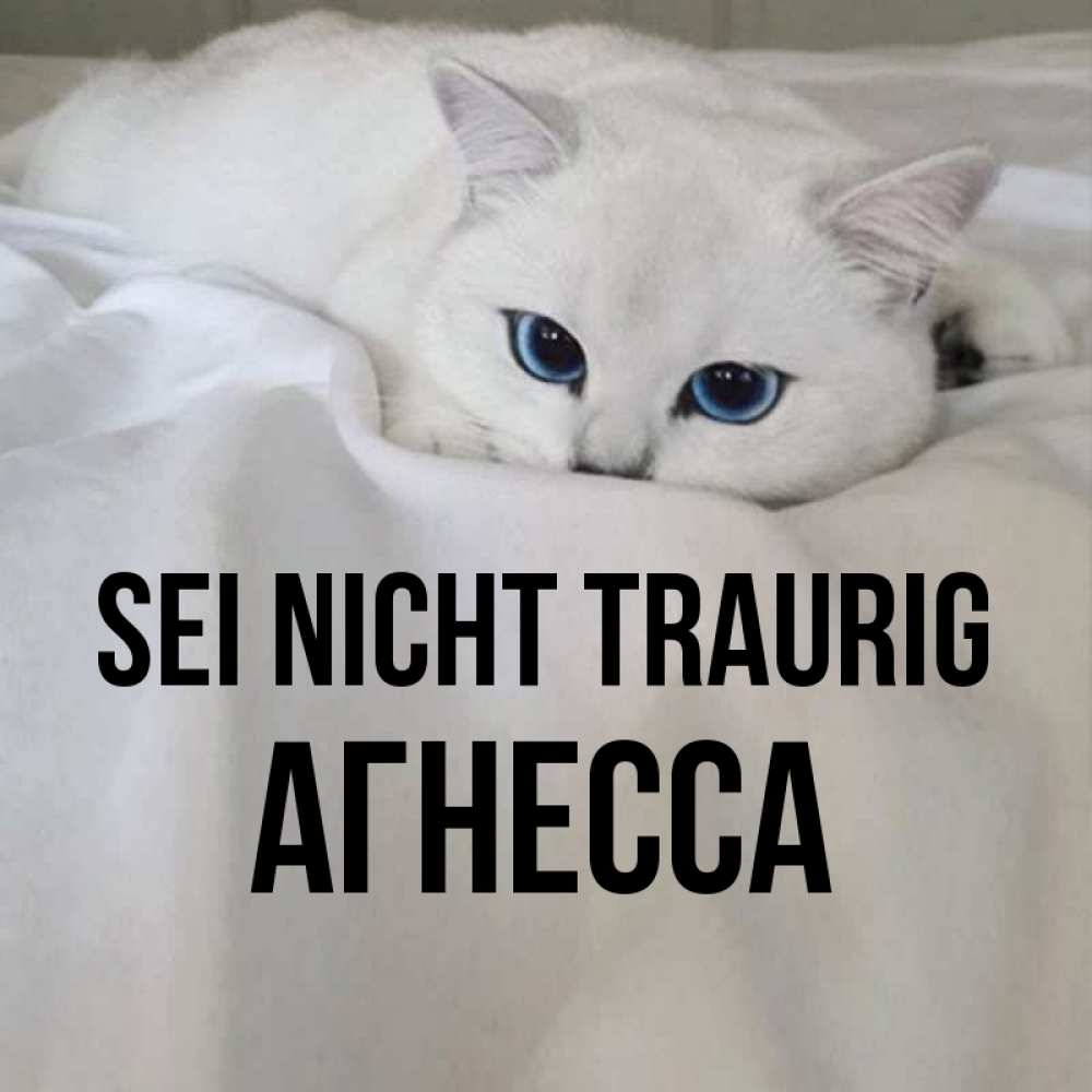 Открытка на каждый день с именем, Агнесса Sei nicht traurig Голубоглазая кошка Прикольная открытка с пожеланием онлайн скачать бесплатно 