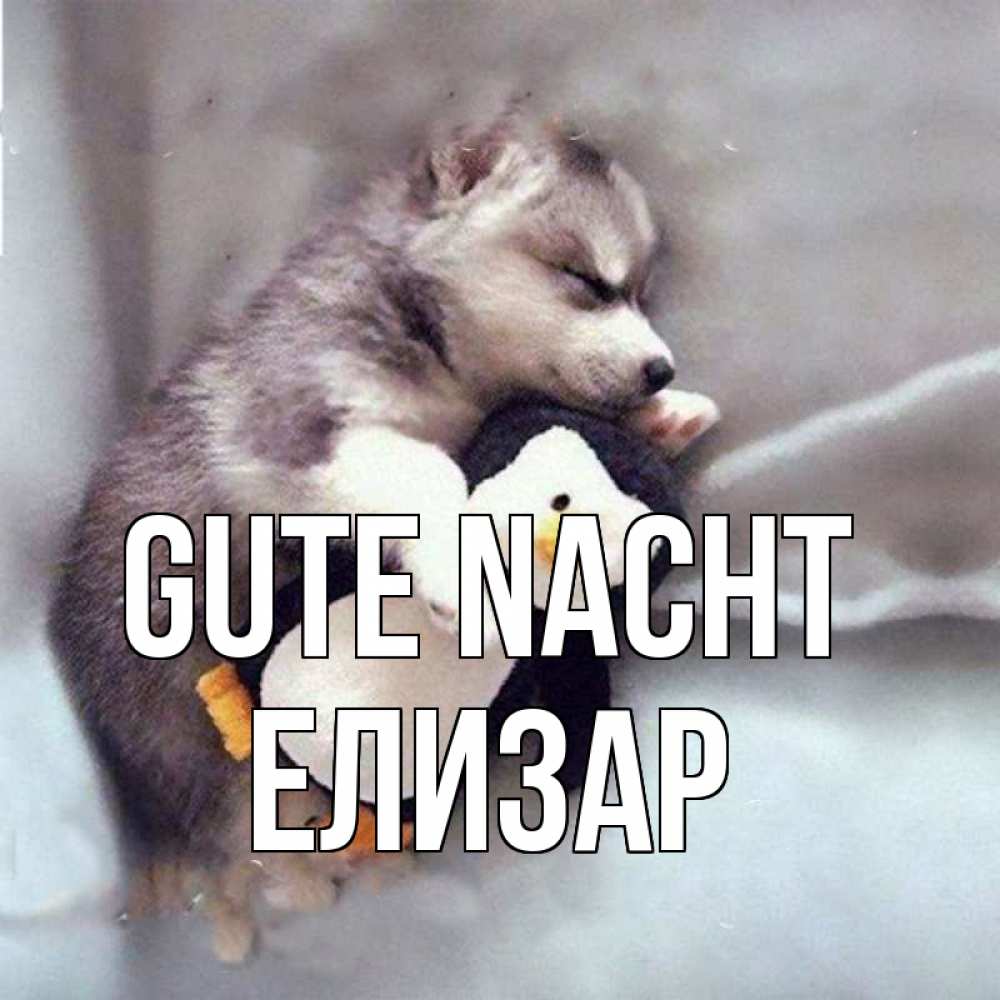 Открытка на каждый день с именем, Елизар Gute Nacht обнимашки щенка и пингвина Прикольная открытка с пожеланием онлайн скачать бесплатно 