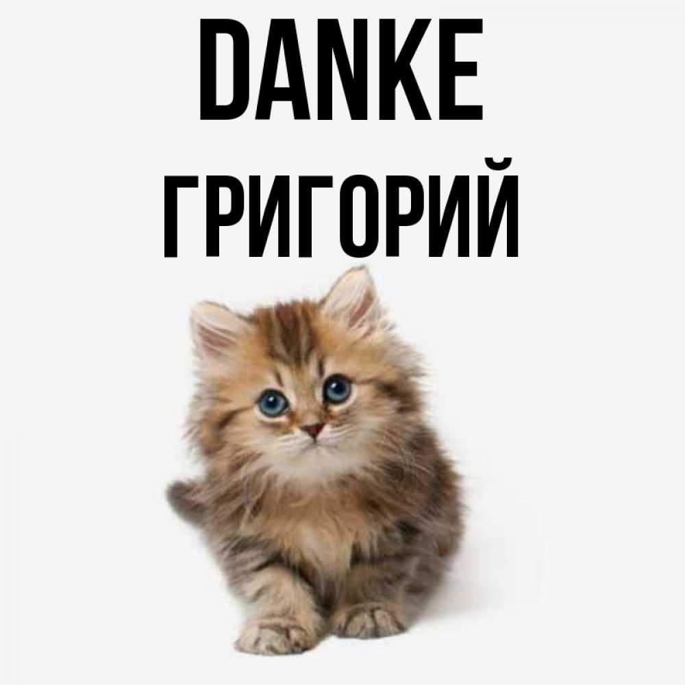 Открытка на каждый день с именем, Григорий Danke пушистый котик Прикольная открытка с пожеланием онлайн скачать бесплатно 