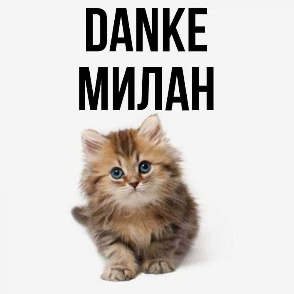 Открытка на каждый день с именем, Милан Danke пушистый котик Прикольная открытка с пожеланием онлайн скачать бесплатно 