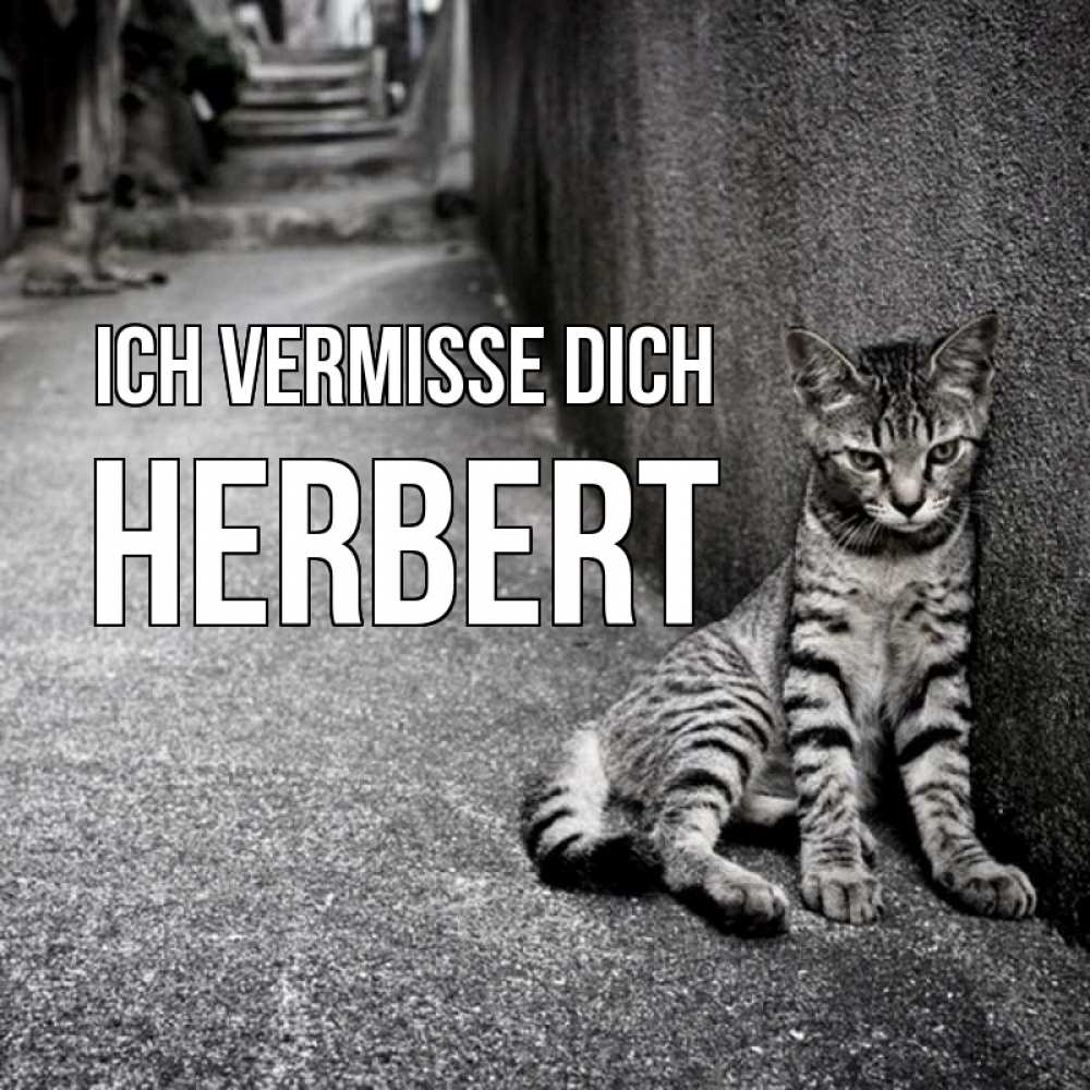 Открытка на каждый день с именем, Herbert Ich vermisse dich одиноко котику Прикольная открытка с пожеланием онлайн скачать бесплатно 