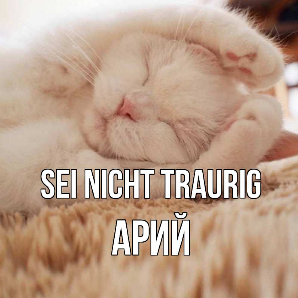 Открытка на каждый день с именем, Арий Sei nicht traurig белый кот Прикольная открытка с пожеланием онлайн скачать бесплатно 