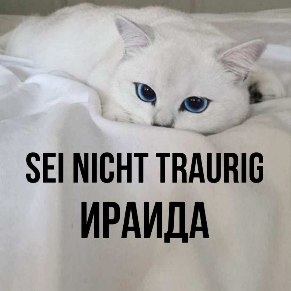 Открытка на каждый день с именем, Ираида Sei nicht traurig Голубоглазая кошка Прикольная открытка с пожеланием онлайн скачать бесплатно 