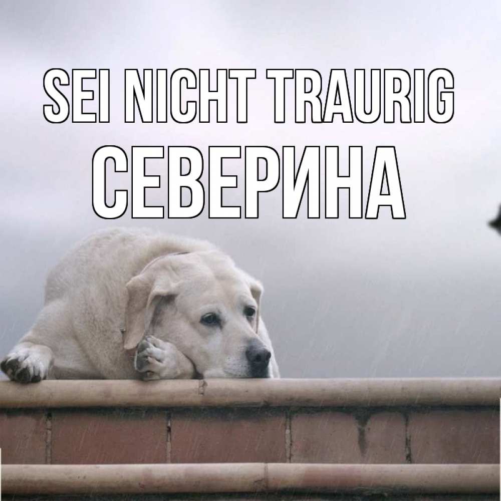 Открытка на каждый день с именем, Северина Sei nicht traurig белый пес 1 Прикольная открытка с пожеланием онлайн скачать бесплатно 