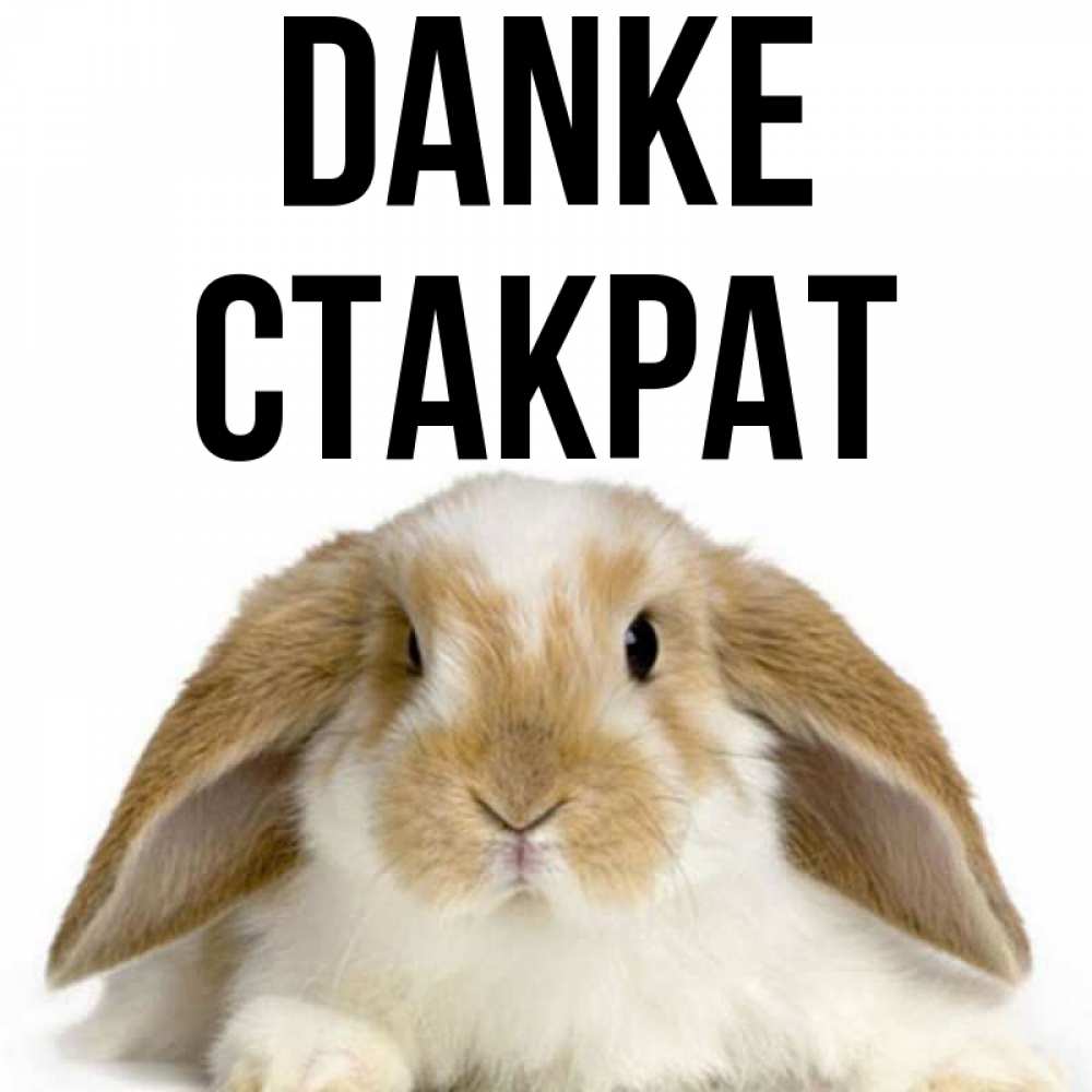 Открытка на каждый день с именем, Стакрат Danke коричнево белый заяц Прикольная открытка с пожеланием онлайн скачать бесплатно 
