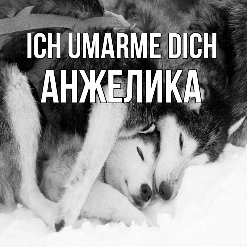 Открытка на каждый день с именем, Анжелика Ich umarme dich собачки в упряжке Прикольная открытка с пожеланием онлайн скачать бесплатно 