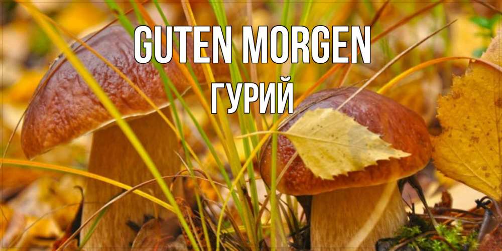 Открытка на каждый день с именем, Гурий Guten Morgen осенние грибы Прикольная открытка с пожеланием онлайн скачать бесплатно 