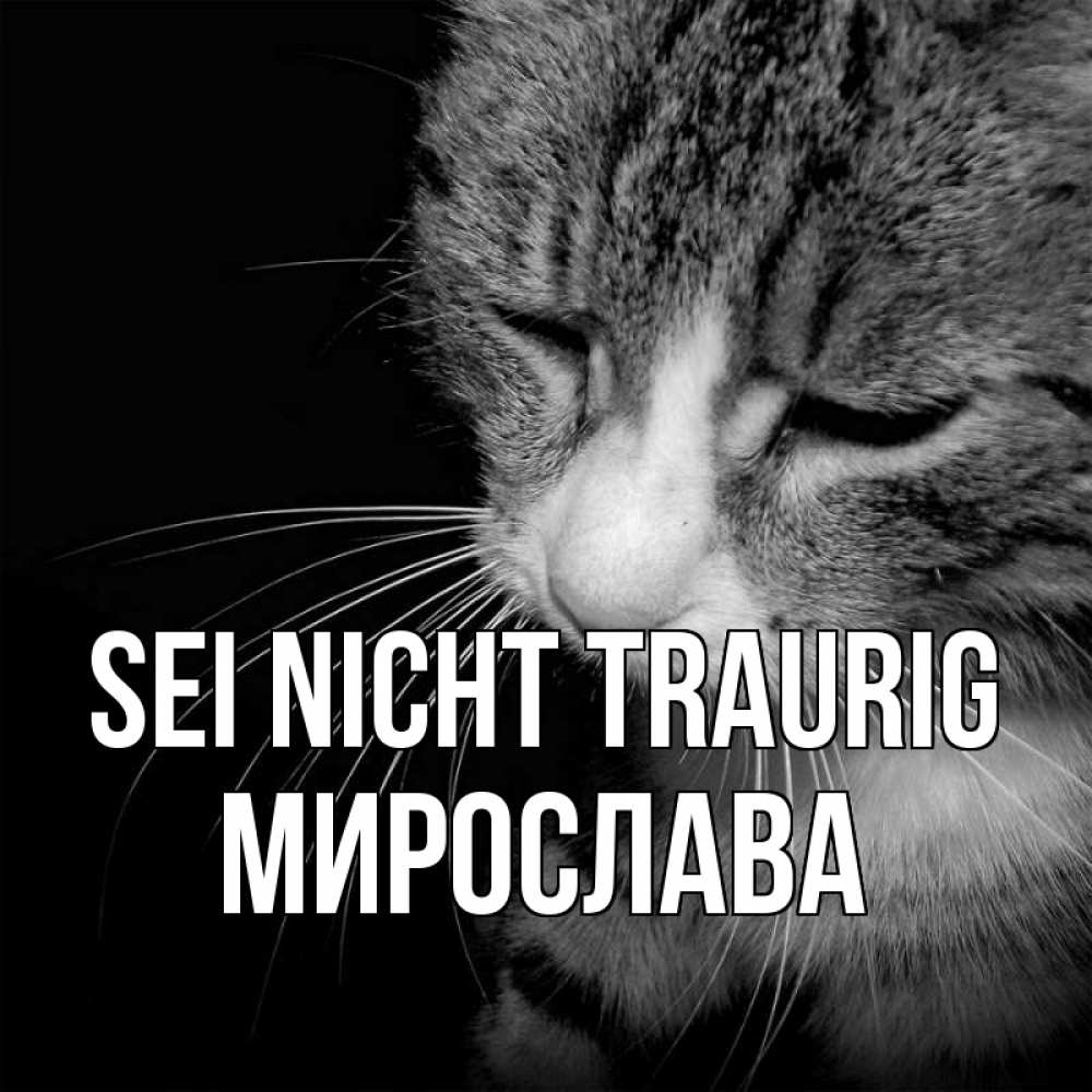 Открытка на каждый день с именем, Мирослава Sei nicht traurig грустный котик Прикольная открытка с пожеланием онлайн скачать бесплатно 