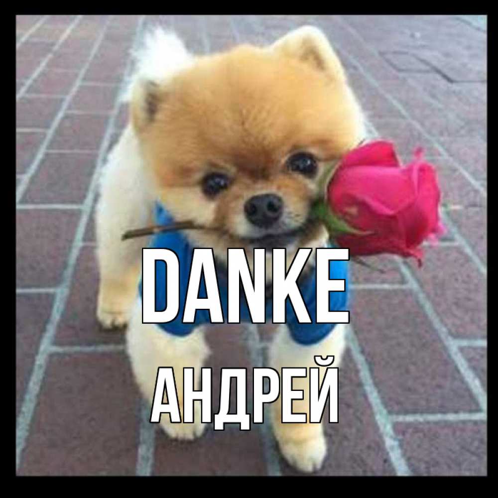 Открытка на каждый день с именем, Андрей Danke спасибо и дарю тебе цветок Прикольная открытка с пожеланием онлайн скачать бесплатно 