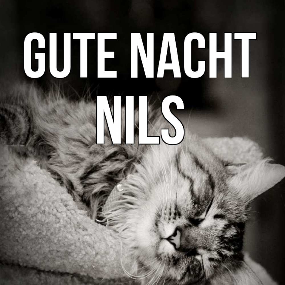 Открытка на каждый день с именем, Nils Gute Nacht котярик пушистый Прикольная открытка с пожеланием онлайн скачать бесплатно 