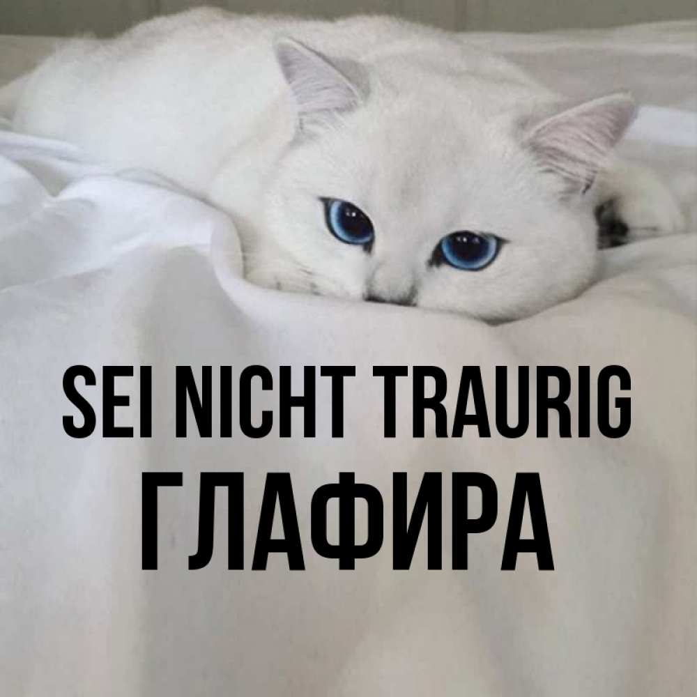 Открытка на каждый день с именем, Глафира Sei nicht traurig Голубоглазая кошка Прикольная открытка с пожеланием онлайн скачать бесплатно 