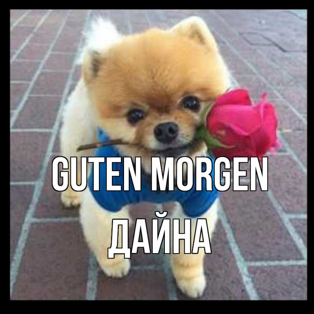 Открытка на каждый день с именем, Дайна Guten Morgen роза в зубах Прикольная открытка с пожеланием онлайн скачать бесплатно 