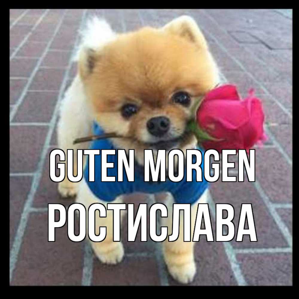 Открытка на каждый день с именем, Ростислава Guten Morgen роза в зубах Прикольная открытка с пожеланием онлайн скачать бесплатно 