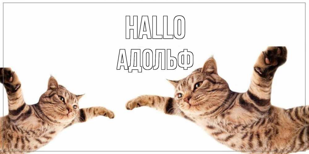 Открытка на каждый день с именем, Адольф Hallo кот Прикольная открытка с пожеланием онлайн скачать бесплатно 