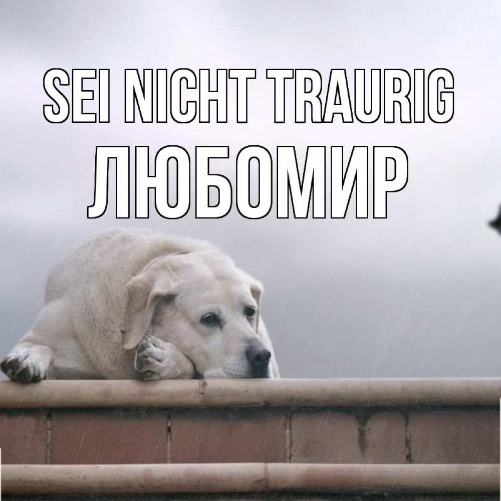 Открытка на каждый день с именем, Любомир Sei nicht traurig белый пес 1 Прикольная открытка с пожеланием онлайн скачать бесплатно 