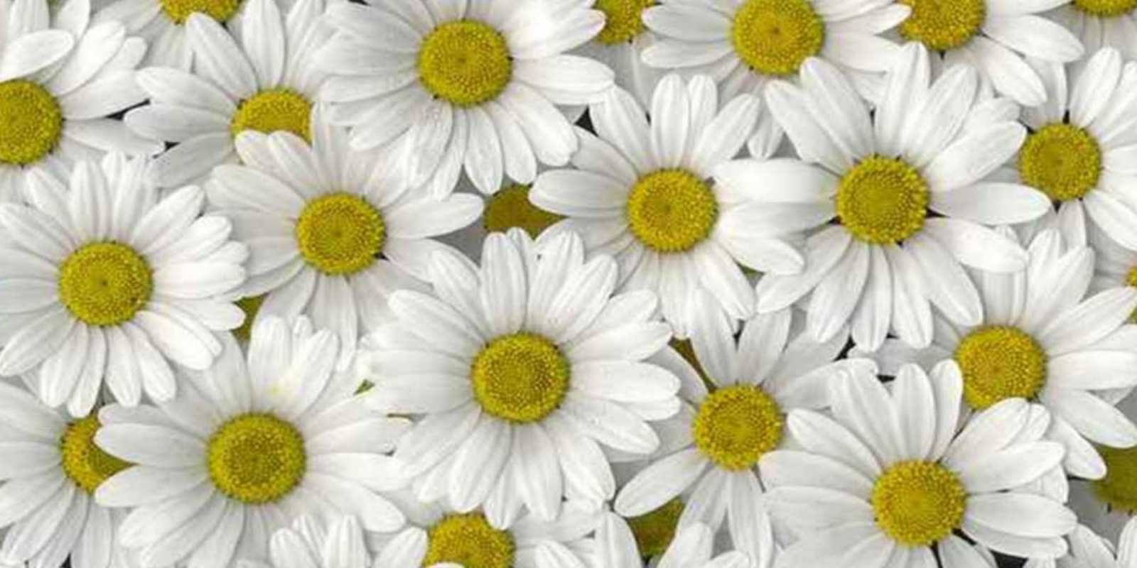 Открытка много ромашек и пожелание хорошего дня поляна ромашек Gute Laune 