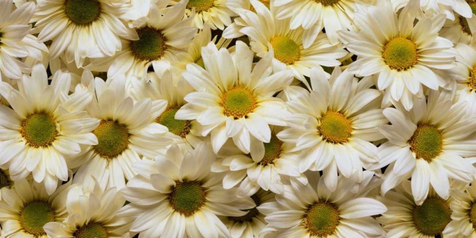 Открытка красивые цветы крупные ромашки крупные ромашки Gute Laune 