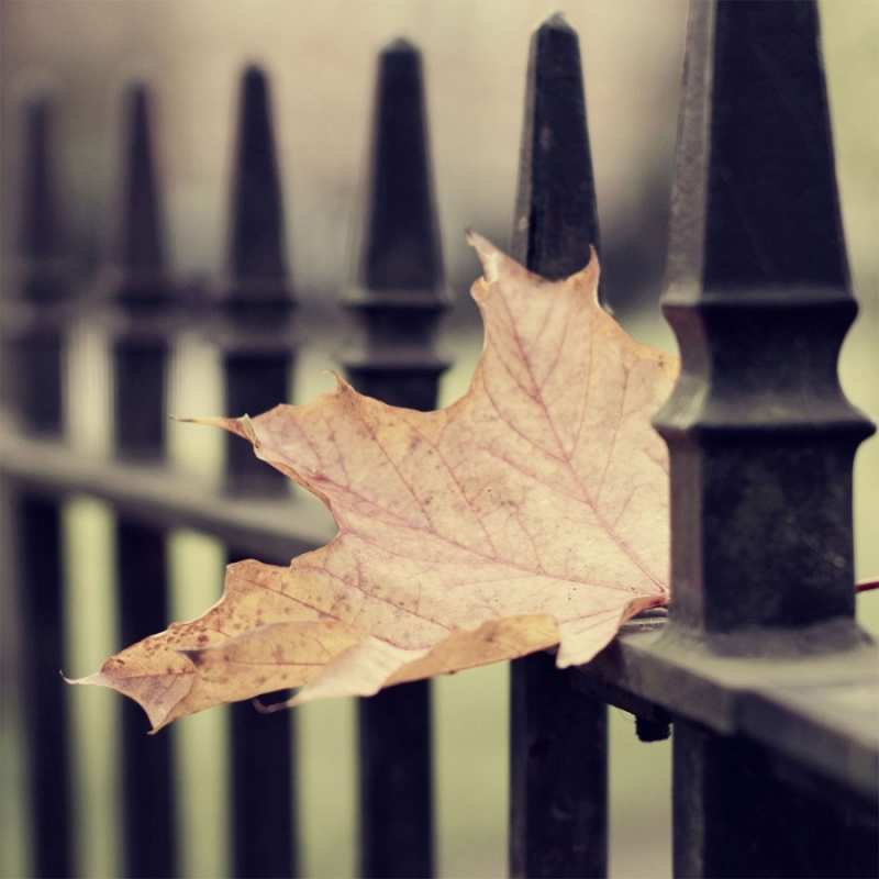 Открытка осень  лист клена  Sei nicht traurig 