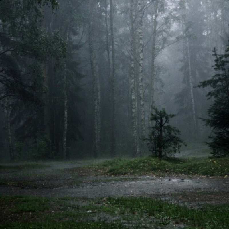 Открытка лес  осень  Sei nicht traurig 