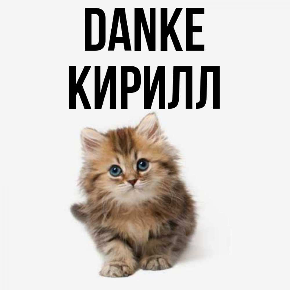 Открытка на каждый день с именем, Кирилл Danke пушистый котик Прикольная открытка с пожеланием онлайн скачать бесплатно 