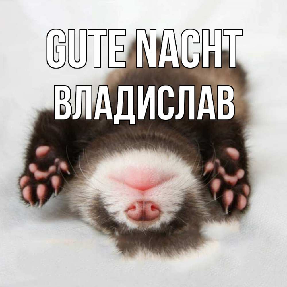 Открытка на каждый день с именем, Владислав Gute Nacht зверек Прикольная открытка с пожеланием онлайн скачать бесплатно 