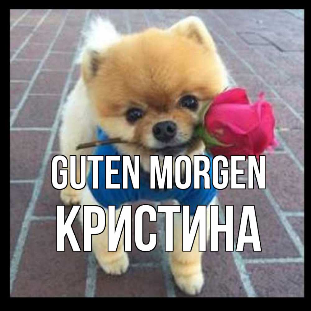Открытка на каждый день с именем, Кристина Guten Morgen роза в зубах Прикольная открытка с пожеланием онлайн скачать бесплатно 