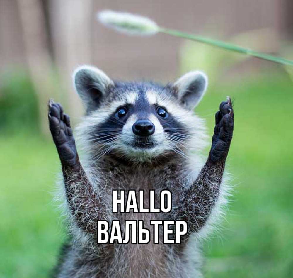 Открытка на каждый день с именем, Вальтер Hallo животные Прикольная открытка с пожеланием онлайн скачать бесплатно 