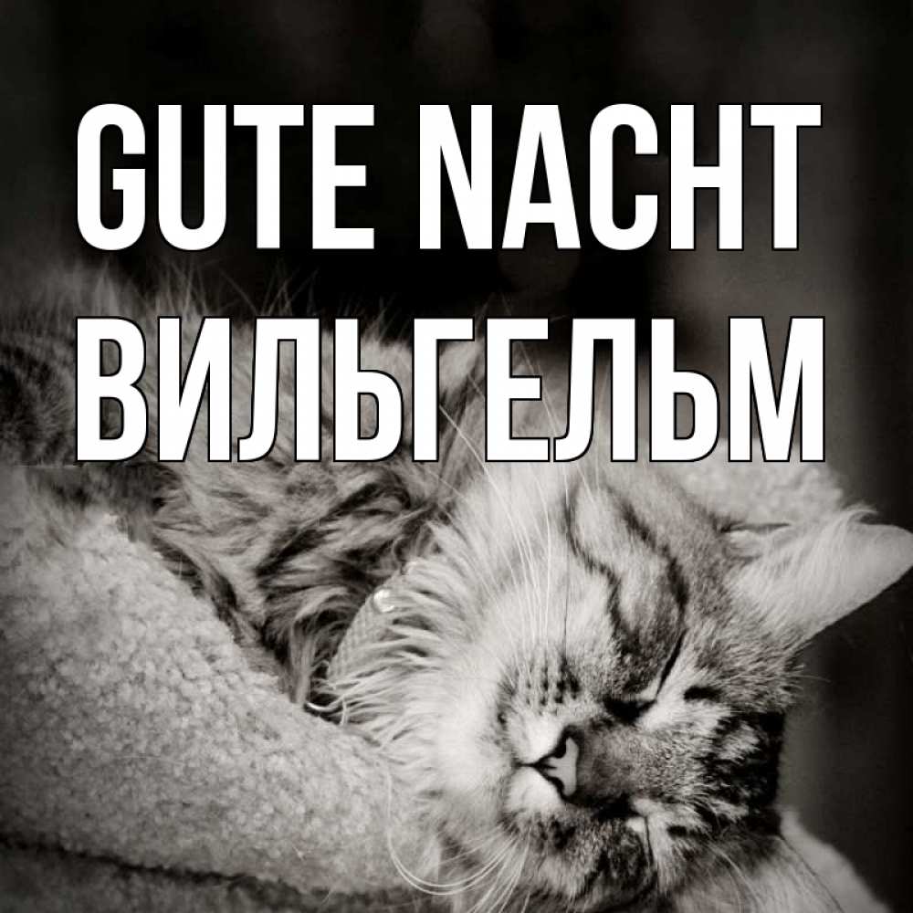 Открытка на каждый день с именем, Вильгельм Gute Nacht котярик пушистый Прикольная открытка с пожеланием онлайн скачать бесплатно 