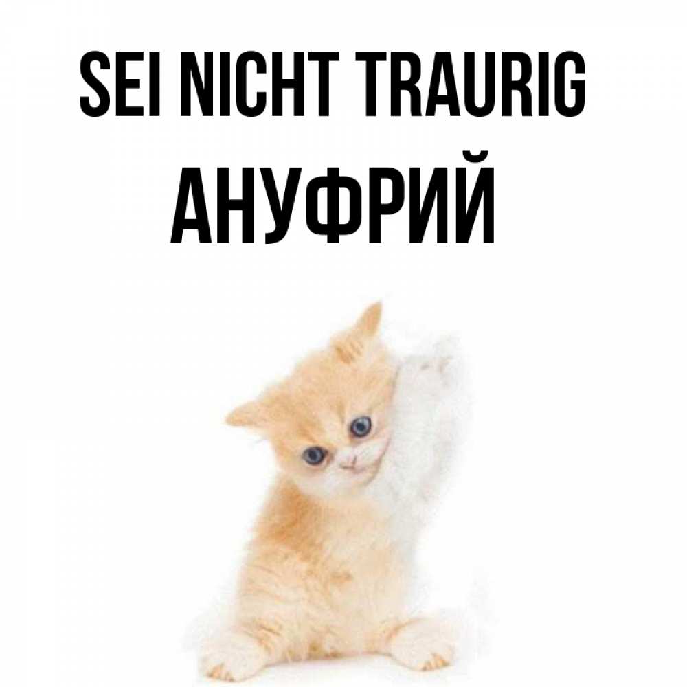 Открытка на каждый день с именем, Ануфрий Sei nicht traurig просящий кот Прикольная открытка с пожеланием онлайн скачать бесплатно 