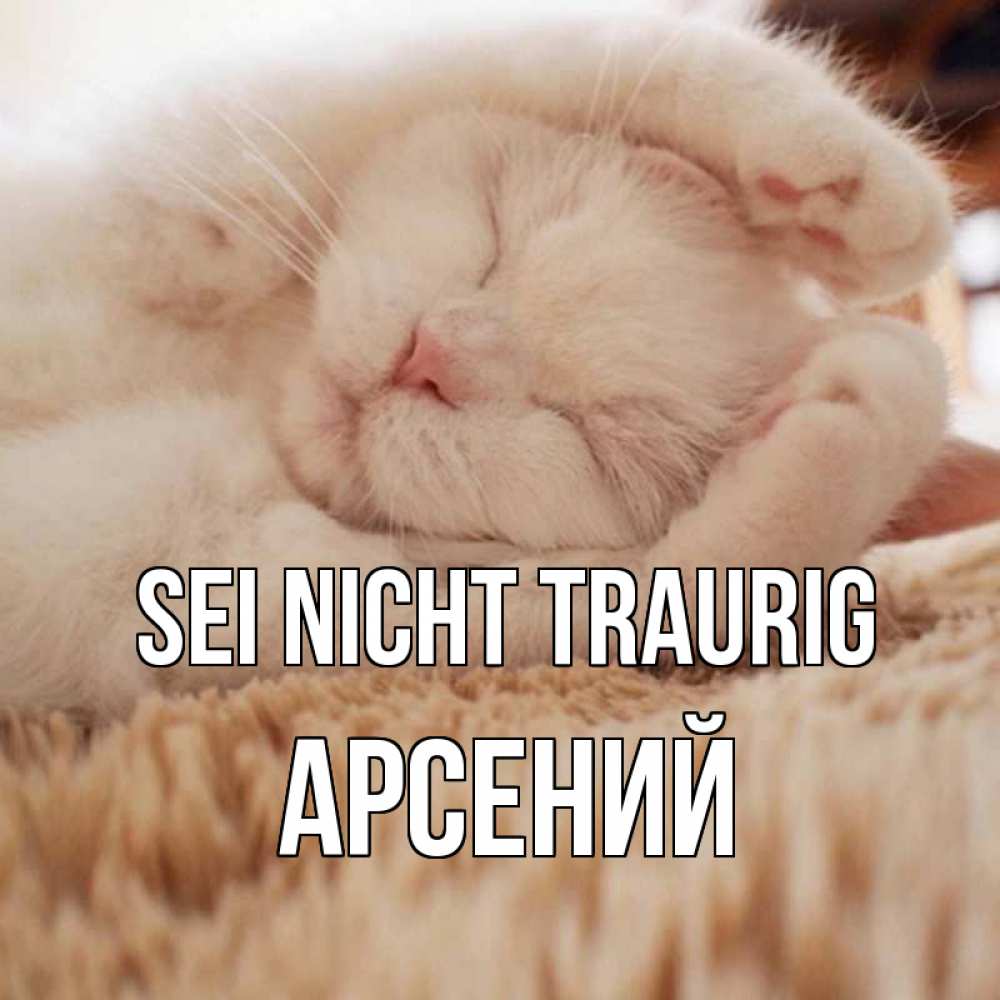 Открытка на каждый день с именем, Арсений Sei nicht traurig белый кот Прикольная открытка с пожеланием онлайн скачать бесплатно 
