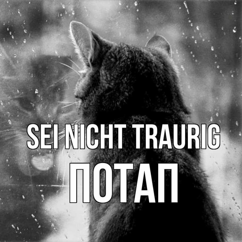 Открытка на каждый день с именем, Потап Sei nicht traurig отражение кота 1 Прикольная открытка с пожеланием онлайн скачать бесплатно 