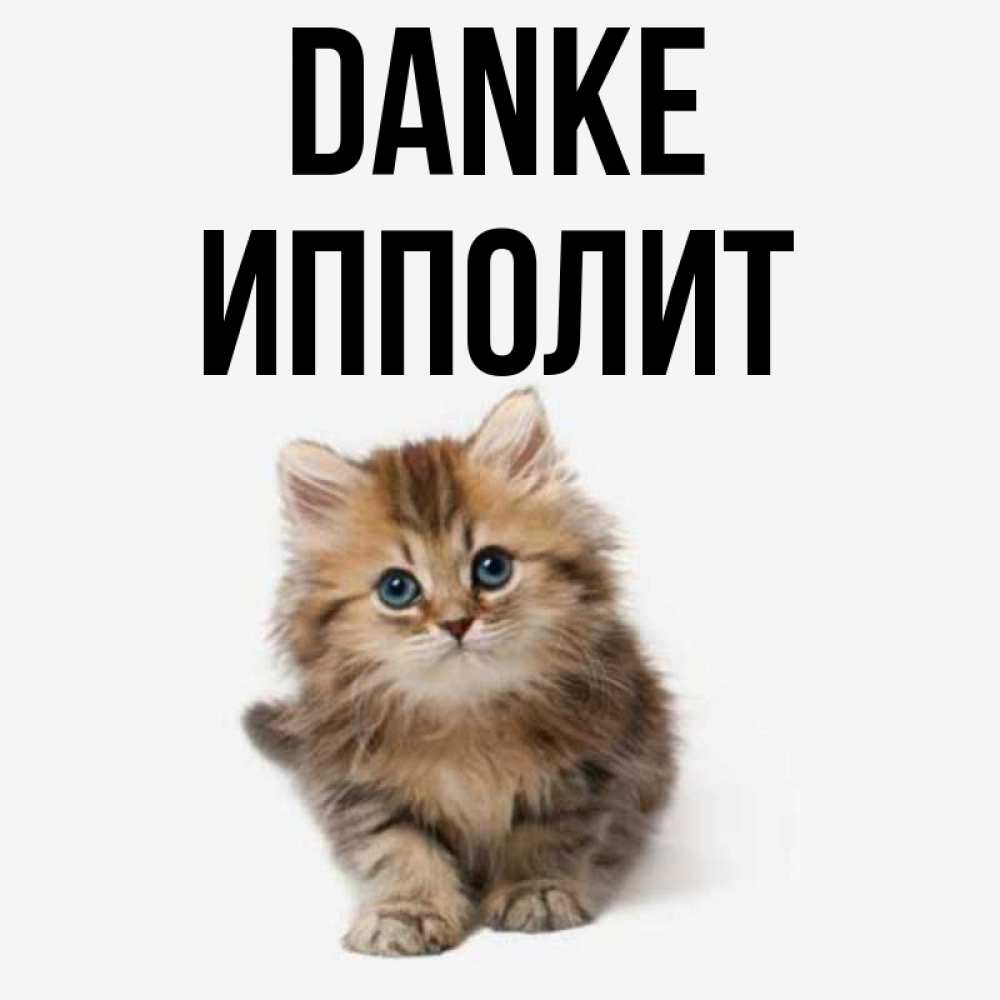 Открытка на каждый день с именем, Ипполит Danke пушистый котик Прикольная открытка с пожеланием онлайн скачать бесплатно 