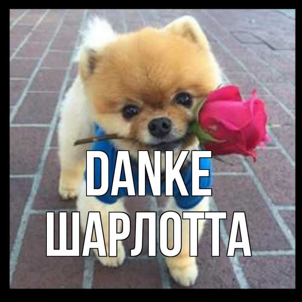 Открытка на каждый день с именем, Шарлотта Danke спасибо и дарю тебе цветок Прикольная открытка с пожеланием онлайн скачать бесплатно 