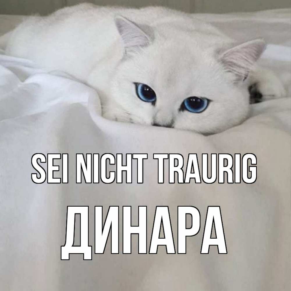 Открытка на каждый день с именем, Динара Sei nicht traurig белый кот с голубыми глазами на белоснежной кровати Прикольная открытка с пожеланием онлайн скачать бесплатно 