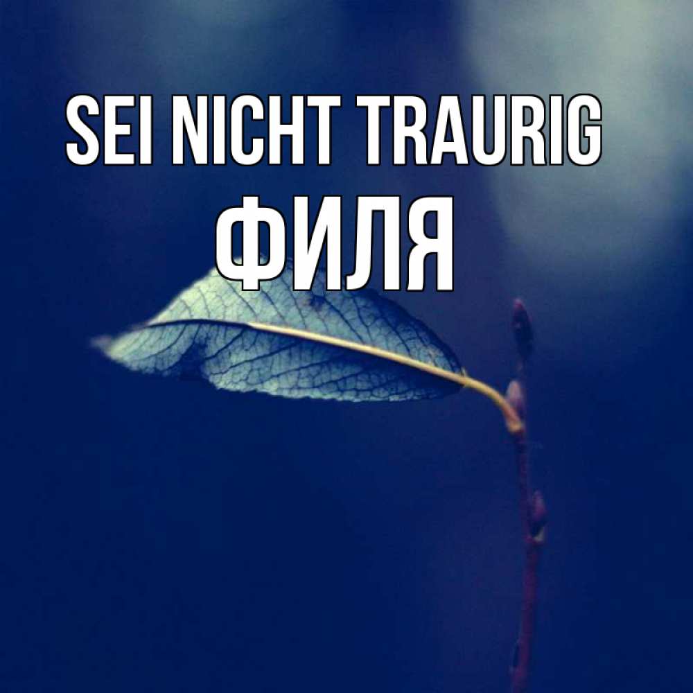 Открытка на каждый день с именем, Филя Sei nicht traurig растение Прикольная открытка с пожеланием онлайн скачать бесплатно 