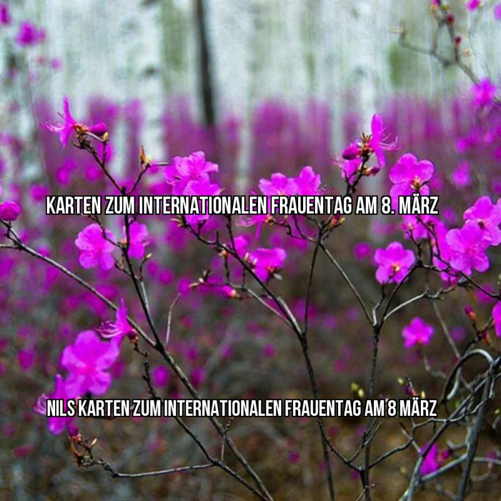 Картинка Karten zum Internationalen Frauentag am 8. März, Nils