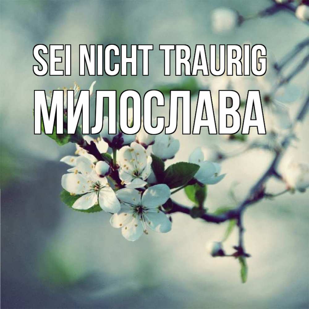 Открытка на каждый день с именем, Милослава Sei nicht traurig яблоня в цвету 1 Прикольная открытка с пожеланием онлайн скачать бесплатно 