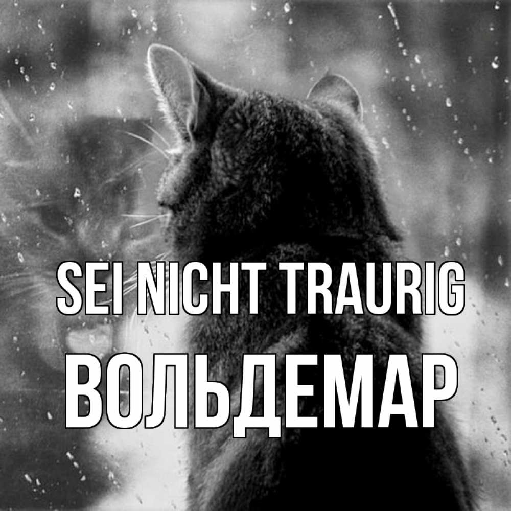 Открытка на каждый день с именем, Вольдемар Sei nicht traurig отражение кота 1 Прикольная открытка с пожеланием онлайн скачать бесплатно 