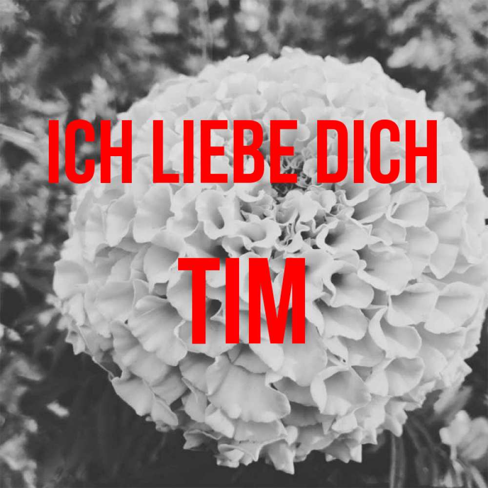 Открытка на каждый день с именем, Tim Ich liebe dich подпись Прикольная открытка с пожеланием онлайн скачать бесплатно 