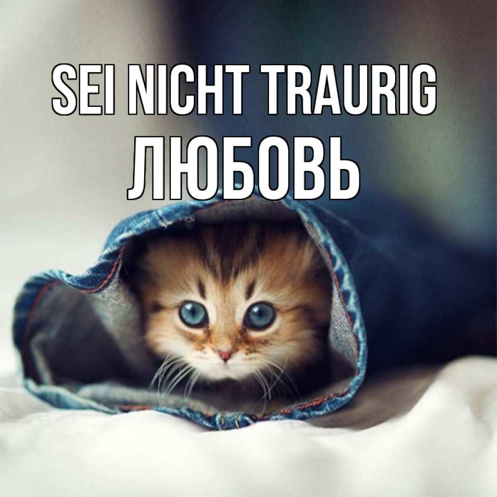 Открытка на каждый день с именем, Любовь Sei nicht traurig кот в одежде Прикольная открытка с пожеланием онлайн скачать бесплатно 