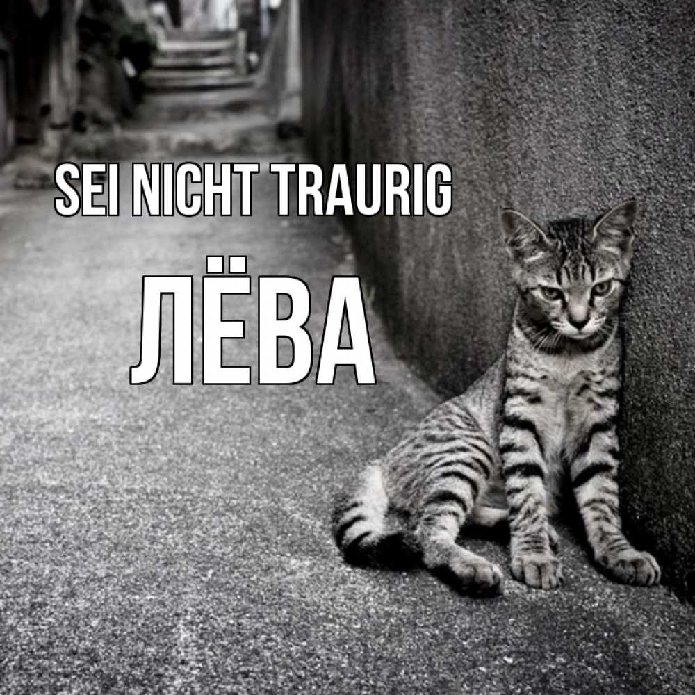 Открытка на каждый день с именем, Лёва Sei nicht traurig скучающий котик Прикольная открытка с пожеланием онлайн скачать бесплатно 